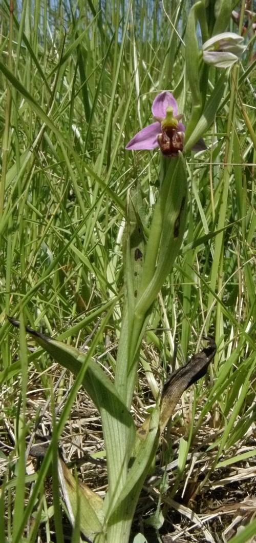 Ophrys apifera dell''App. Tosco-Emiliano (forma sconosciuta)